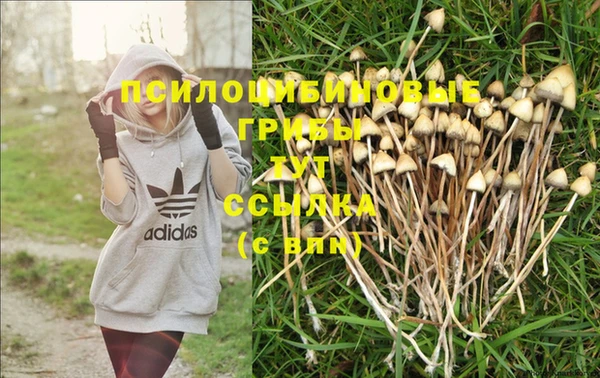 стаф Аркадак